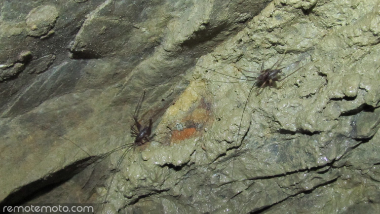 Lots of cave wetas